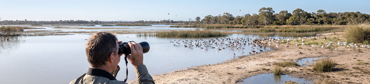 Birdwatcher using high power binoculars to view waterbirds on an Australian wetland