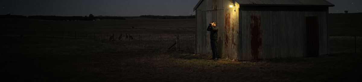 Man using binoculars at night beside a corrugated iron shed, with kangaroos in the paddock
